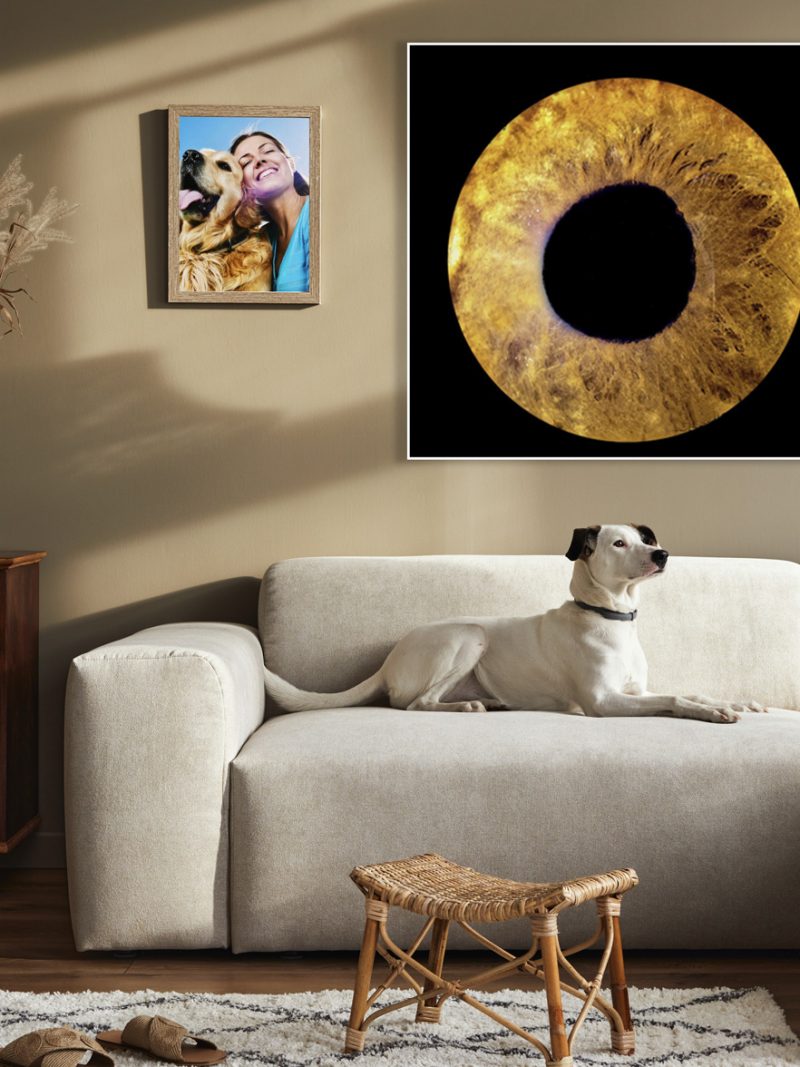 Acrylic 4mm 1 Iris - Mascotas