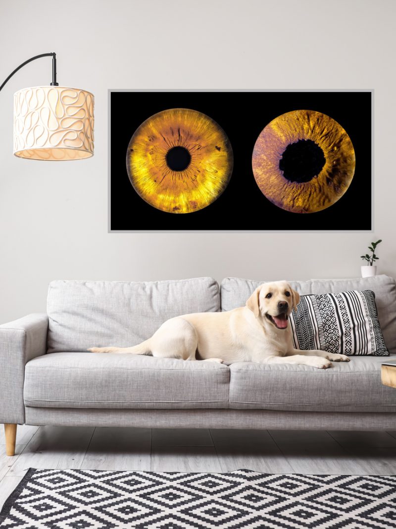 Acrílico 4mm 2 o más Iris Mascotas